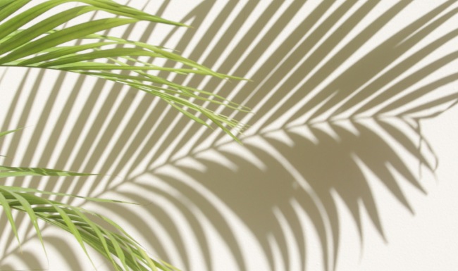 Tropical green palm fronds casting soft shadows against a neutral background, reflecting the relaxed, resort-inspired atmosphere of Estero Vista.