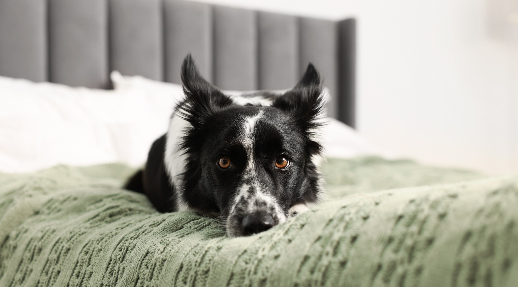 Black and white dog relaxing on a bed with a soft green blanket, highlighting pet-friendly apartment living at Estero Vista near Estero, FL.