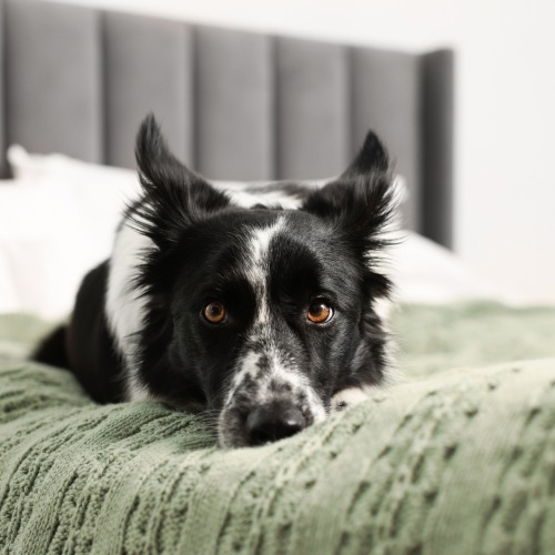 Black and white dog relaxing on a bed with a soft green blanket, highlighting pet-friendly apartment living at Estero Vista near Estero, FL.