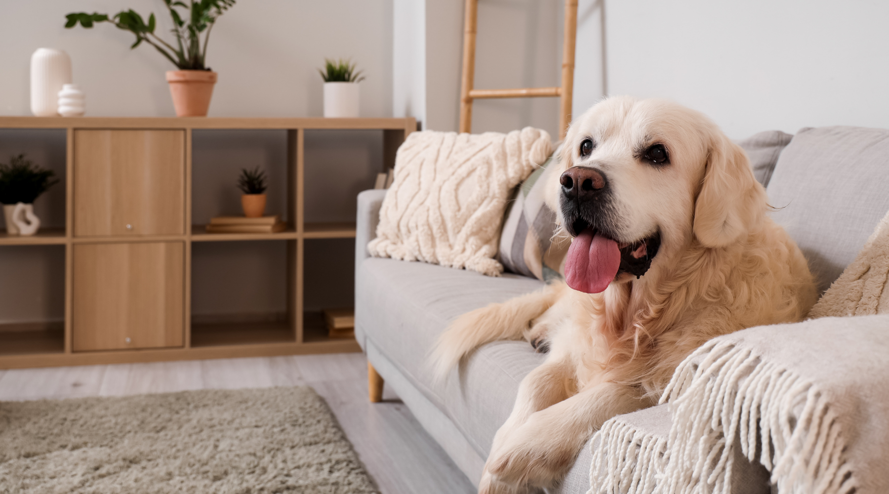 Golden retriever relaxing on a living room sofa, highlighting pet-friendly apartment living at Estero Vista near Estero, FL.